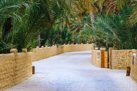 Al Ain Oasis walkway surrounded by palm trees