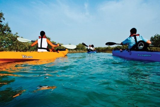 Paddle through serene waters and mangrove lagoons on a guided kayaking experience at Sir Bani Yas Island, perfect for nature lovers and adventure seekers.