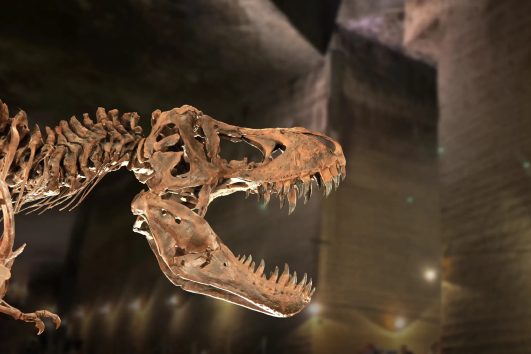 Close-up of T-Rex skull fossil at Natural History Museum Abu Dhabi