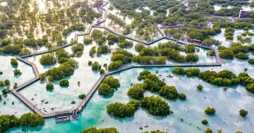 Aerial view of Jubail Mangrove Park boardwalk winding through mangrove forest Abu Dhabi