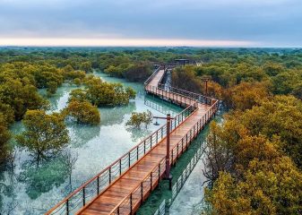 Wooden boardwalk winding through lush mangrove forest over clear water