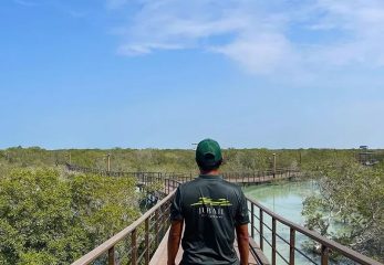 Visitor walking along mangrove boardwalk with ranger guide
