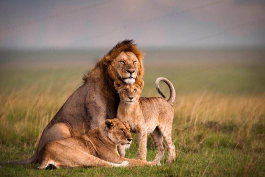 Lion with cubs resting in the African savannah