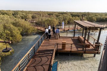Visitors walking on wooden boardwalk at Jubail Mangrove Park Abu Dhabi