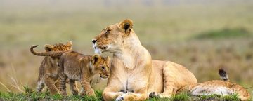 Lioness resting with her cubs in Masai Mara Kenya