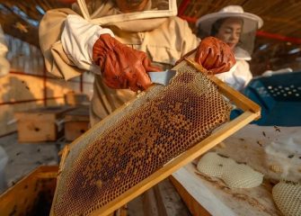 Beekeeper harvesting mangrove honey at Jubail Island Mangrove Park in Abu Dhabi