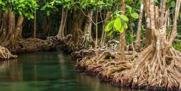 Mangrove tree roots along a calm tidal channel at Jubail Island Mangrove Park Abu Dhabi
