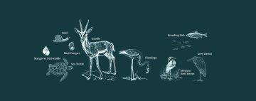 Illustrated wildlife species found in Jubail Island Mangrove Park Abu Dhabi