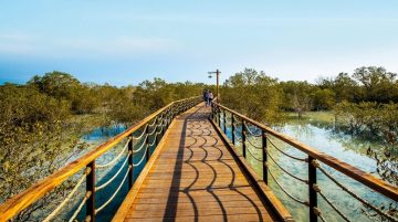 Visitors walking on wooden boardwalk at Jubail Island Mangrove Park Abu Dhabi