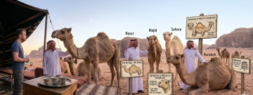 Bedouin guides introducing camels with educational signs about desert adaptations