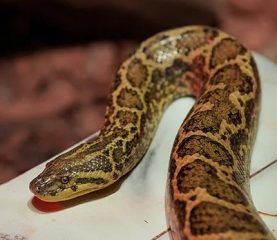 large snake anaconda inside rainforest exhibit Dubai
