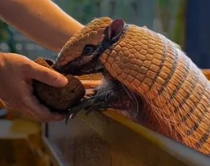feeding armadillo during animal encounter indoor rainforest Dubai