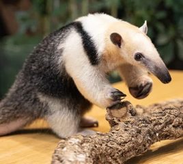 anteater walking on branch inside indoor rainforest Dubai