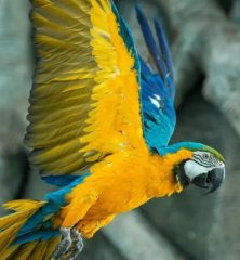 blue and yellow macaw flying inside indoor rainforest dome Dubai