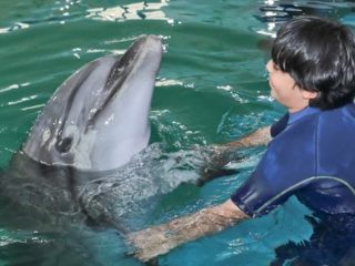 Child interacting with dolphin during meet and greet experience in Dubai