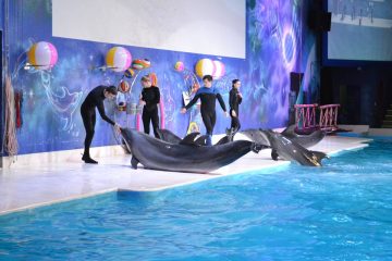 Multiple dolphins performing with trainers at Dubai Dolphinarium indoor show