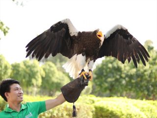 Eagle spreading wings on trainer’s arm during bird show in Dubai