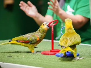 Parrots performing tricks during exotic bird show in Dubai Dolphinarium