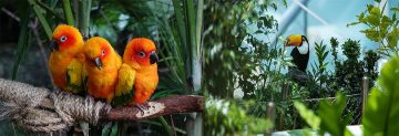 colorful parrots and toucan inside tropical rainforest biodome Dubai