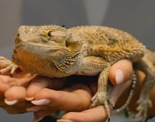 lizard resting on hand during reptile encounter experience Dubai
