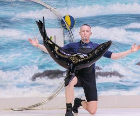 trained sea lion balancing on trainer during live stunt show at Dubai Dolphinarium