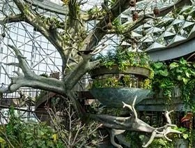 interior view of tropical rainforest biodome with trees and plants Dubai