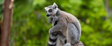 lemur sitting on branch inside tropical rainforest Dubai