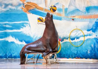 sea lion balancing on trainer during stunt performance at Dubai Dolphinarium