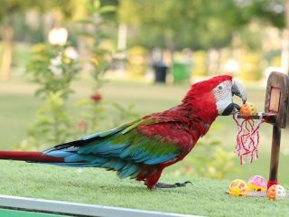 Red parrot playing basketball game at Dubai Dolphinarium bird show