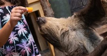 visitor feeding sloth with fruit inside indoor rainforest Dubai