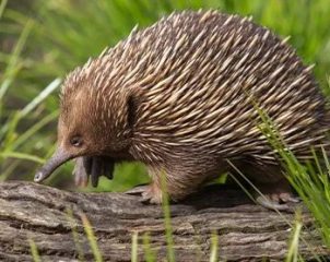 hedgehog walking on log inside indoor rainforest Dubai