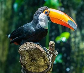 colorful toucan perched on branch inside tropical rainforest Dubai