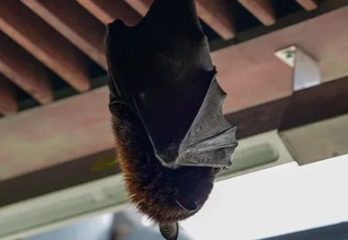 Bat Encounter at The Green Planet Dubai