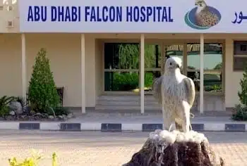 Abu Dhabi Falcon Hospital | VooTours