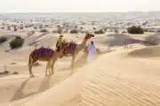 Dubai Camel Riding