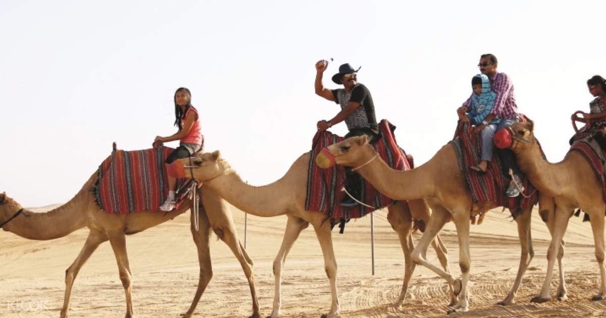 Camel trekking des d'Abu Dhabi