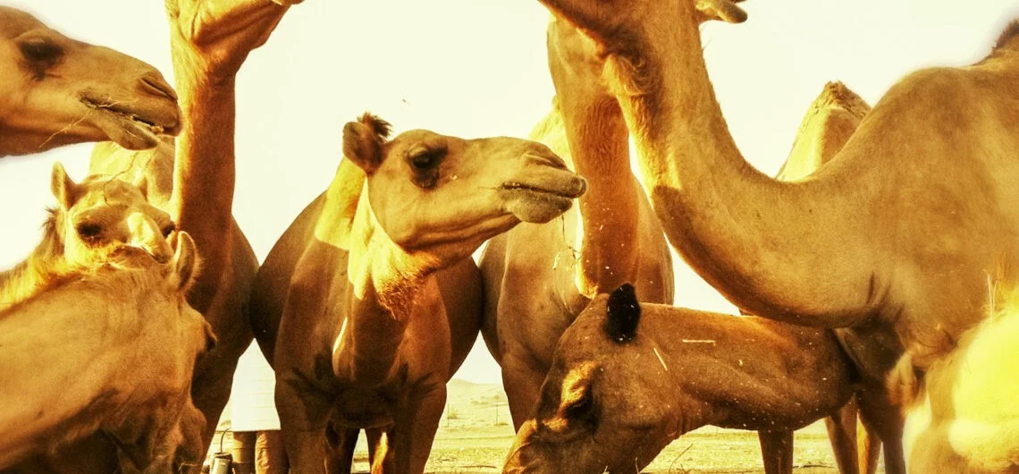 Al Ain Camel Market VooTours Turismoa