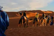 Camel Trekking in Abu Dhabi