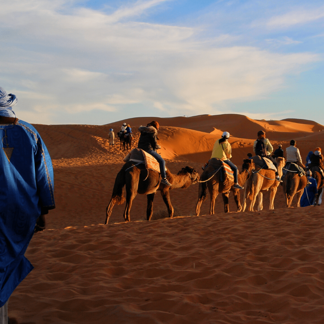 Camel a 'dràibheadh ​​ann an Abu Dhabi