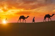 Camel Trekking in Abu Dhabi