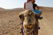 Camel Trekking in Abu Dhabi