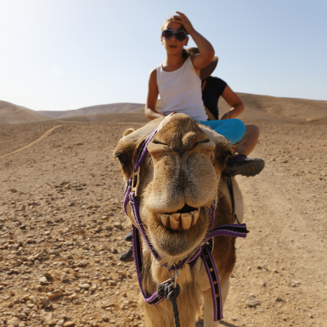 Camel Trekking yn Abu Dhabi