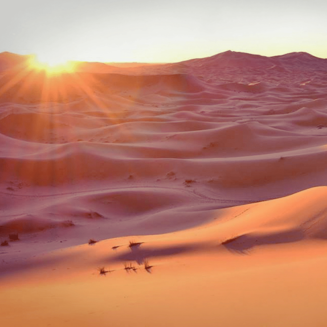 Sunrise Desert Safari from Abu Dhabi