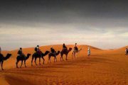 Camel Desert Safari