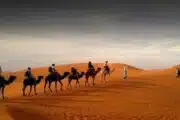 Camel Desert Safari