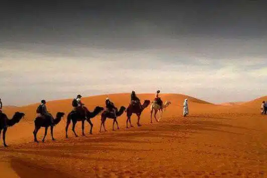 Camel Desert Safari