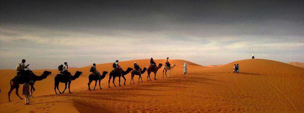 Safari dans le désert de chameaux