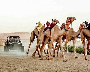 Club Rèisean Camel Rìoghail Dubai