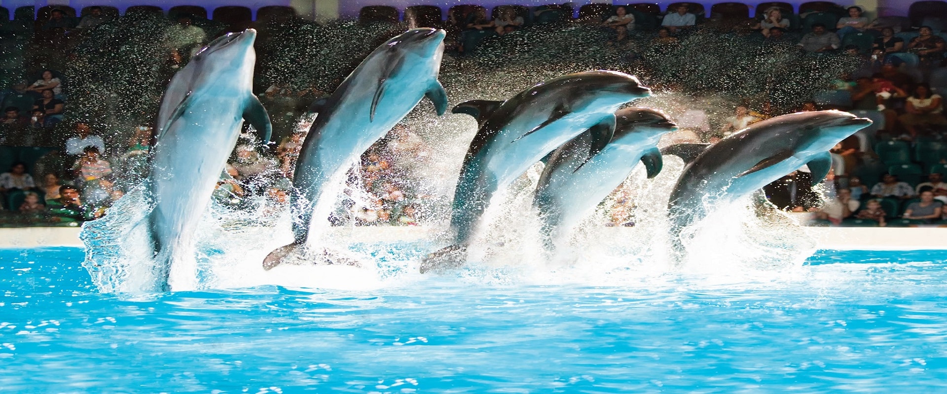 Delfinari i Dubai