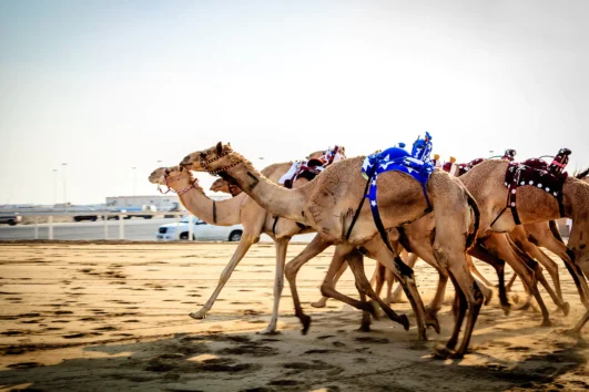 Dubai Royal Camel Racing Club